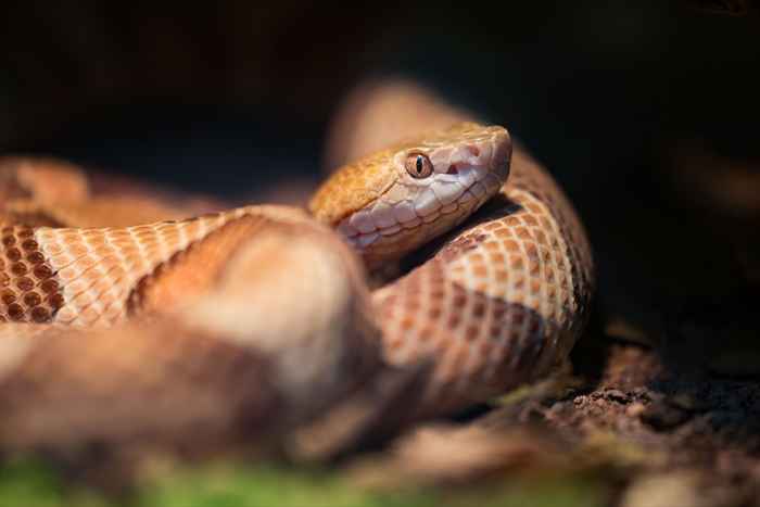 Una serpiente mortal mordió a un niño de 5 años en su casa, lo que se estaba escondiendo