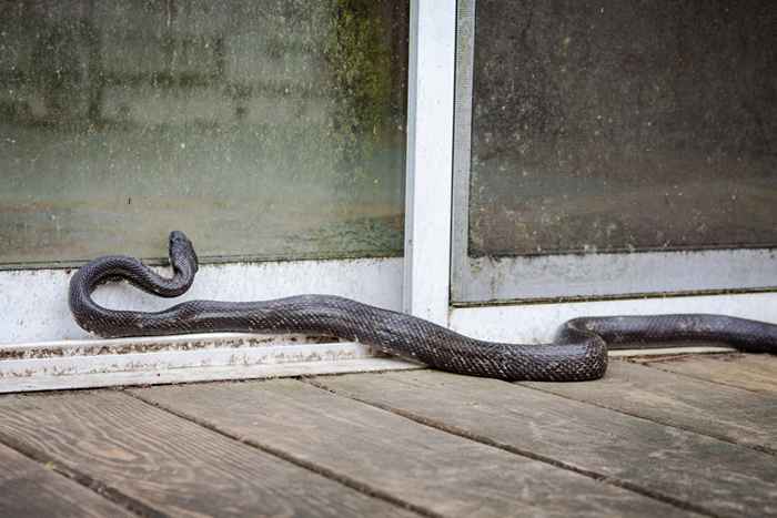 Una serpiente mordió a una mujer Kentucky en la cara después de que ella hizo esto