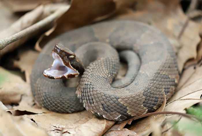 Una serpiente venenosa mordió a un niño de 7 años en su casa, lo que se estaba escondiendo