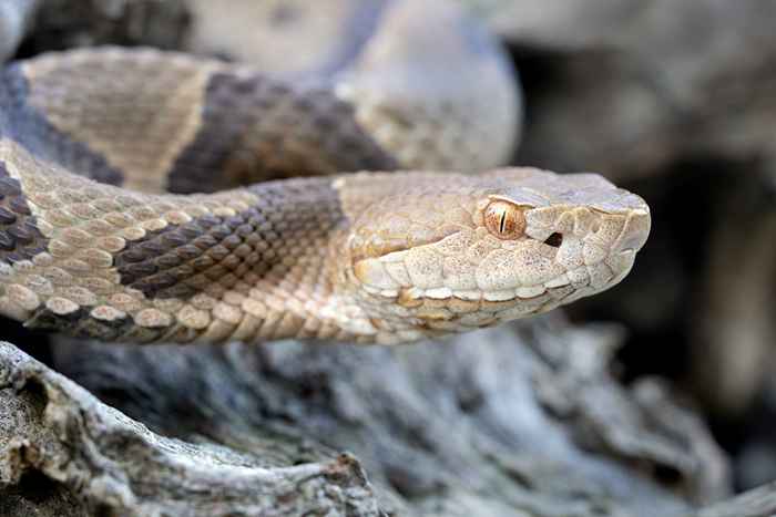 Un serpente velenoso si unì un uomo nella sua casa, dove si nascondeva