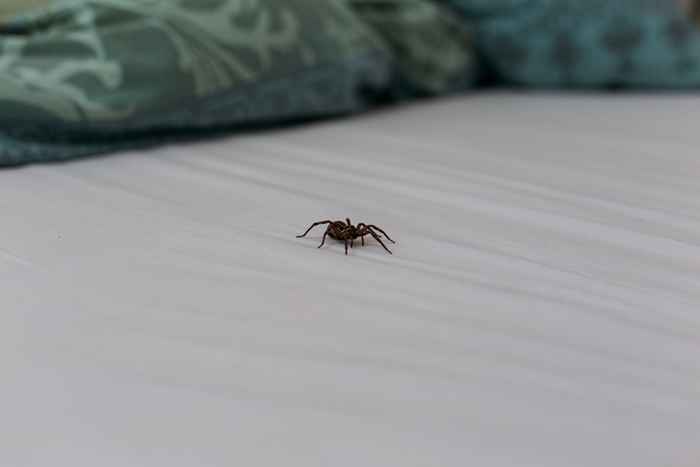 Fazer isso à noite pode convidar aranhas para sua cama, alertam os especialistas