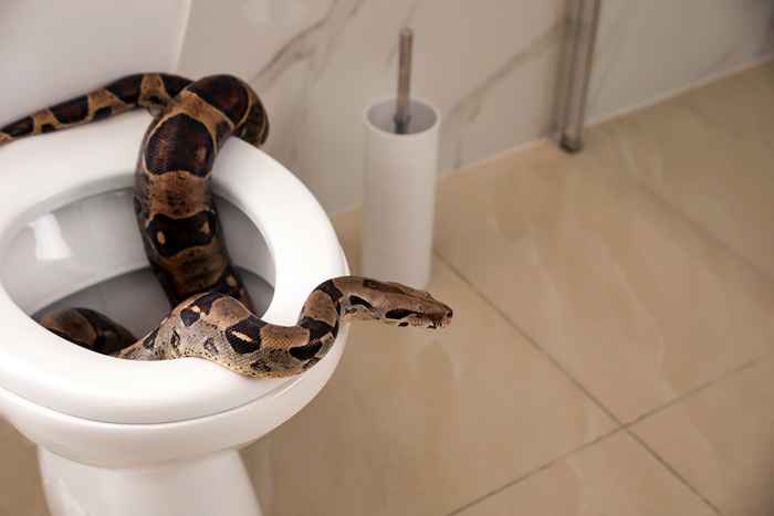 Come un serpente può entrare nella tua casa attraverso il tuo bagno