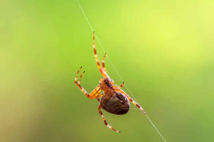 Se você tem isso no seu quintal, está convidando aranhas para sua casa