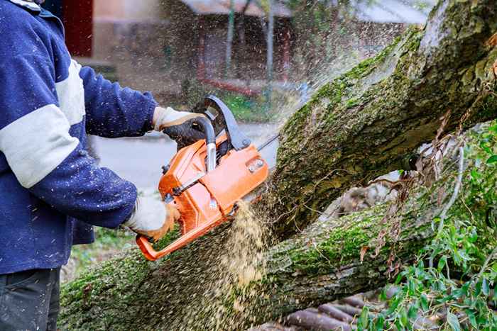 Wenn Sie diesen Baum in Ihrem Garten haben, schneiden Sie ihn jetzt ab, da die Beamten warnen