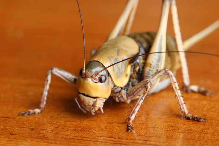 Wenn Sie hier leben, bereiten Sie sich auf biblische Schwärme dieses Insekts vor