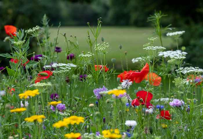 Hvis du bor her, pass på denne vanlige planten som forårsaker kjemiske forbrenninger