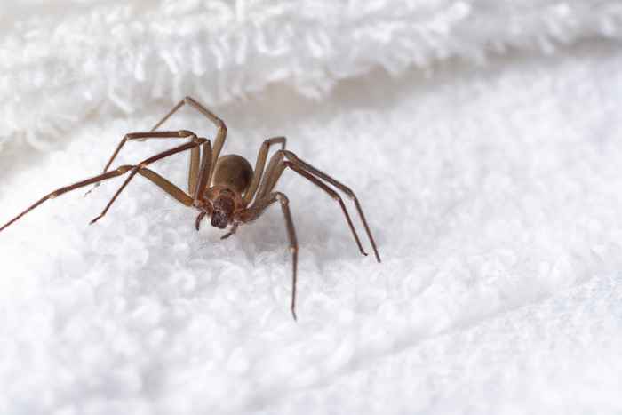 Se você mora aqui, cuidado com esta aranha venenosa em sua casa