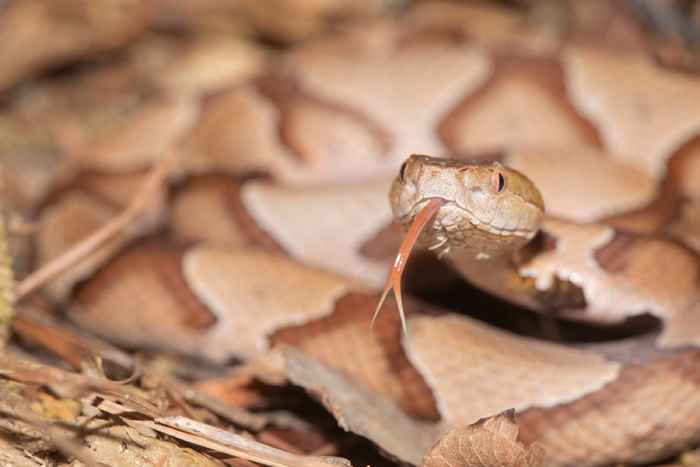 Si vous vivez ici, faites attention à ce serpent venimeux dans votre arrière-cour