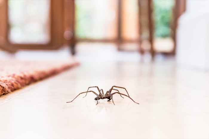 Si vives en un lugar caliente, ten cuidado con esta araña venenosa en tu casa