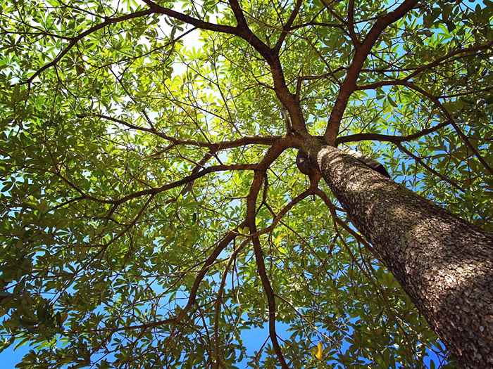 Si vous le remarquez sur vos arbres, signalez-le immédiatement, USDA avertit