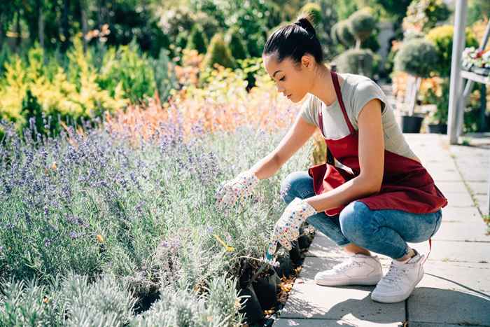 Se você vir essas flores no seu quintal, puxe -as imediatamente, os especialistas alertam