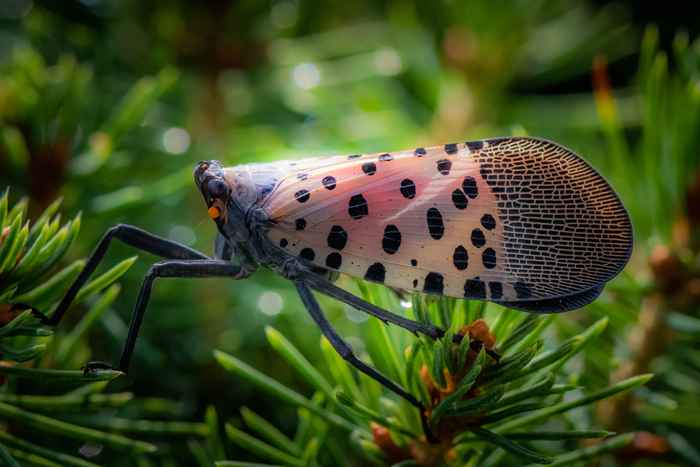 Se você vir esse bug, pode ser colocado em quarentena, alertam as autoridades