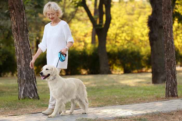 Se o seu cão estiver fazendo isso em caminhadas, ligue para o seu veterinário imediatamente