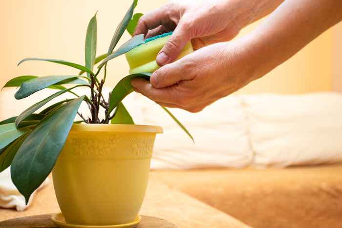 Si vos plantes d'intérieur sont en train de mourir, une éponge de cuisine peut les raviver