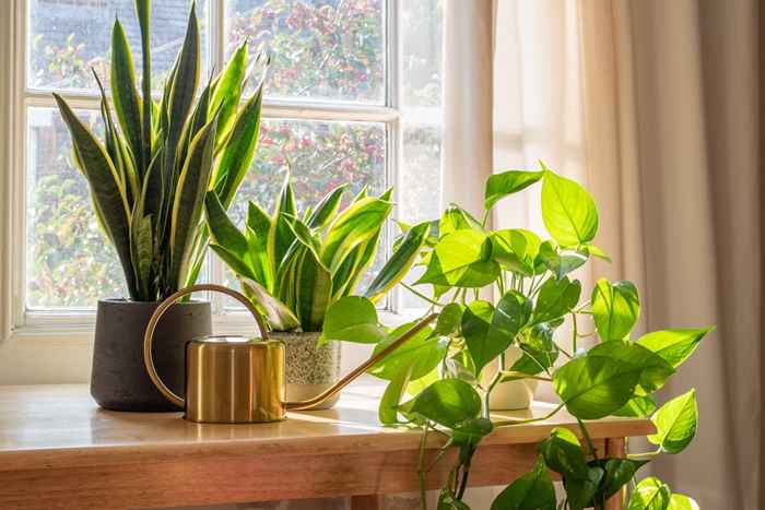 Si sus plantas se caen, este producto de baño las revivirá