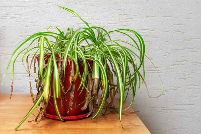 Si sus plantas están muriendo, este producto de baño común las revivirá