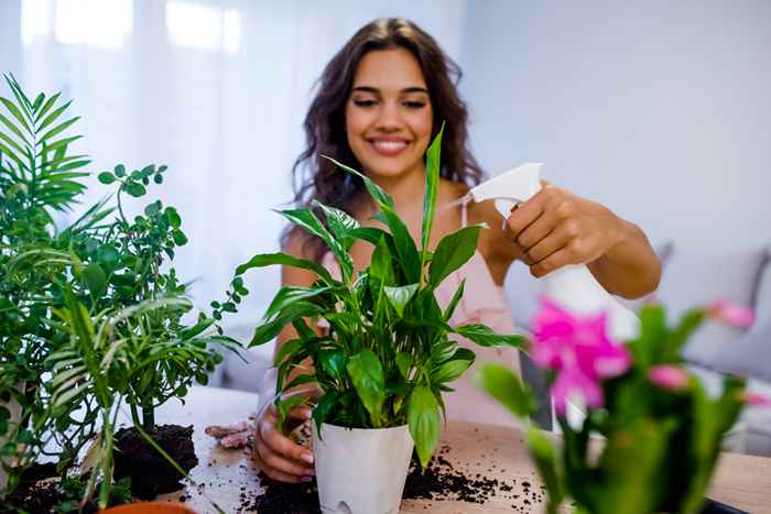 Si sus plantas están muriendo, este simple truco les dará un impulso