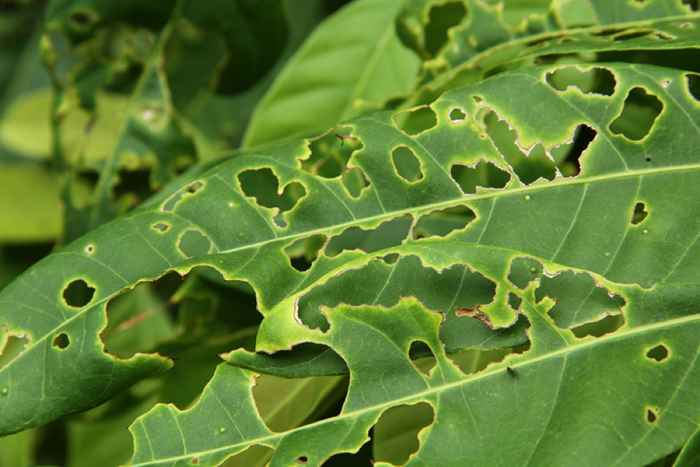 Si sus plantas se comen, este elemento básico de la cocina podría salvarlas