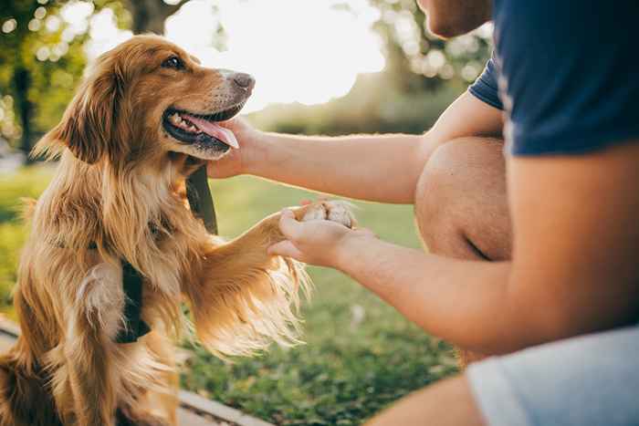 Os 10 melhores cães para iniciantes, os veterinários dizem