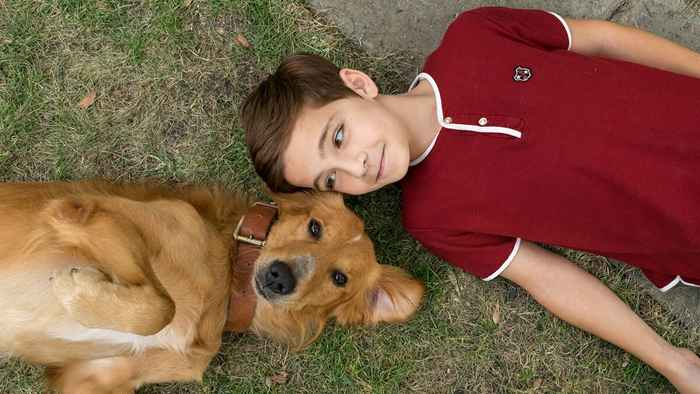 De 10 tristeste hundefilmene gjennom tidene, viser dataene