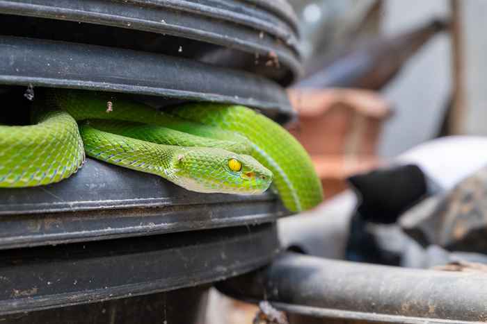 Os 5 encontros mais assustadores de cobra recentes em casas