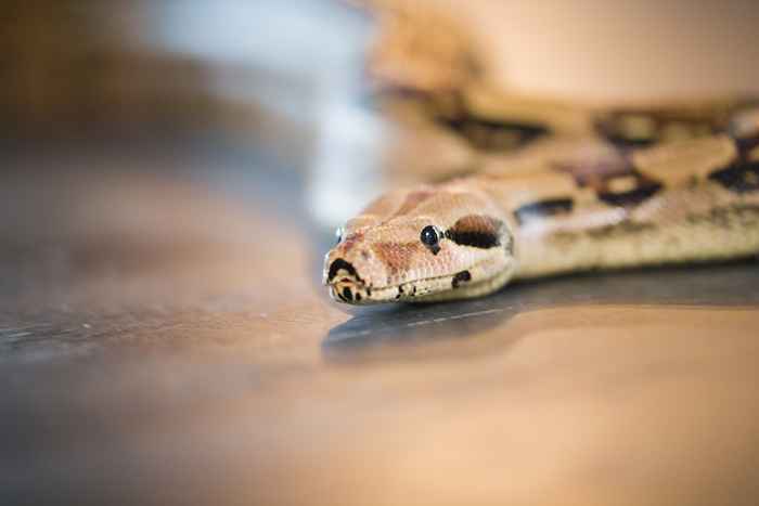 El no. 1 Error las personas que hacen las personas cuando ven una serpiente en su hogar