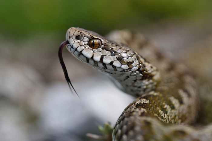 O não. 1 Coloque as cobras adoram se esconder antes de atacar