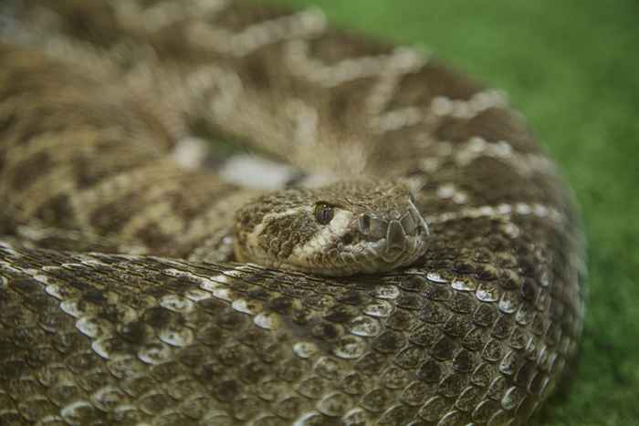 Le non. 1 place les serpents adorent se cacher dans votre garage