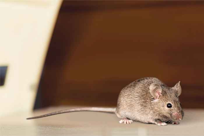 Le non. 1 Signe Il y a des souris dans votre grenier, avertissent les experts