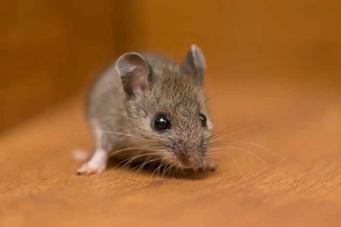 Le non. 1 Signe Il y a des souris dans votre chambre, disent les experts