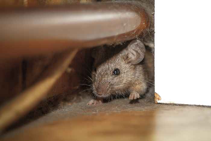 Das Nein. 1 Zeichen Es gibt Mäuse in Ihrer Garage