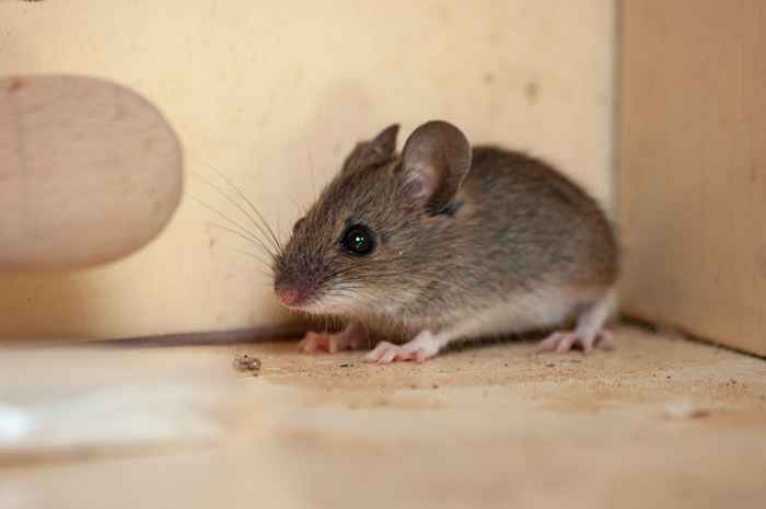 Le non. 1 Signe Il y a des souris dans votre maison, disent les experts