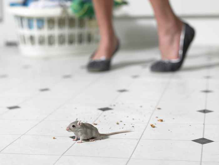 Le non. 1 Signe Il y a des souris dans votre cuisine, avertissent les experts