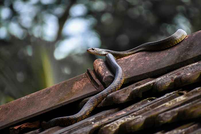 Le non. 1 signe qu'il y a un serpent dans votre grenier