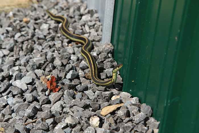 El no. 1 firma de que hay una serpiente en tu sótano