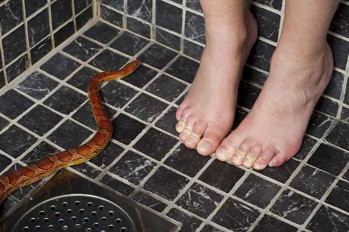 Le non. 1 Signe Il y a un serpent dans votre salle de bain