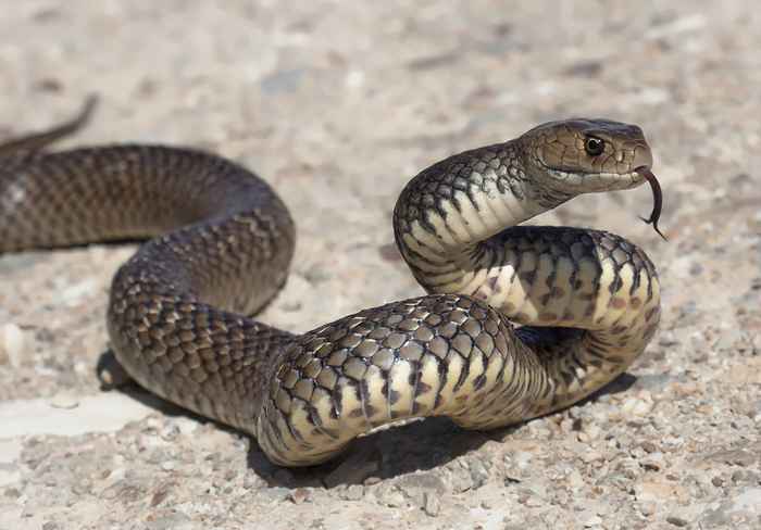 O não. 1 sinal de que há uma cobra em sua garagem