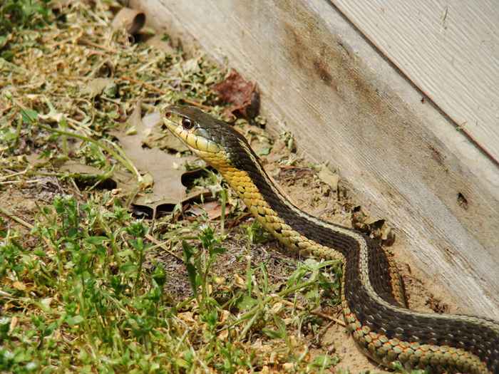 O não. 1 sinal de que há uma cobra no seu quintal, dizem os especialistas