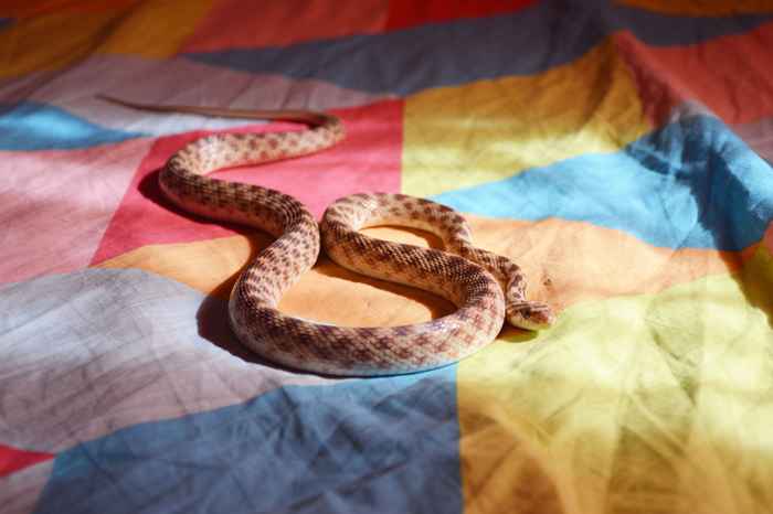 O não. 1 sinal de que há uma cobra debaixo da sua cama