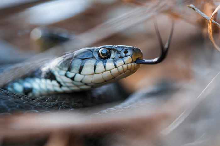 O não. 1 maneira de as pessoas ganharem mordidas de cobra em casa, os especialistas alertam