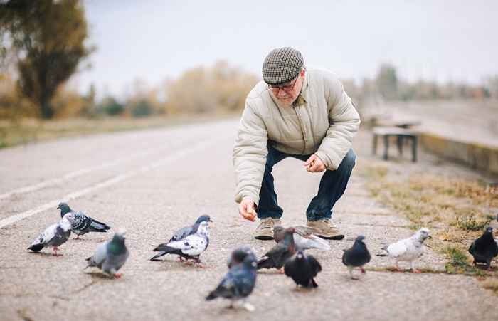 Il motivo spaventoso non dovresti nutrire gli uccelli in questo momento, avvertono i funzionari