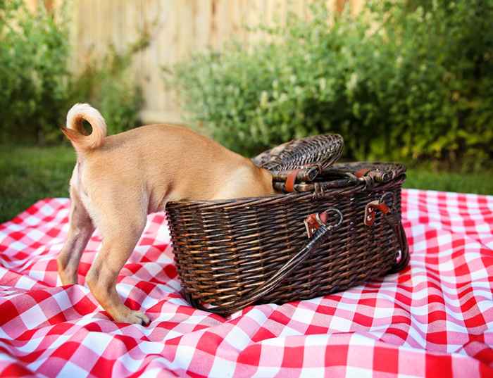 Diese beliebten Sommerfrüchte sind für Hunde giftig, Experten warnen vorsichtig