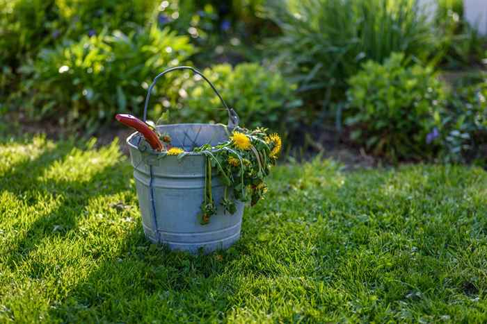 Este item doméstico comum se livrará das ervas daninhas em seu jardim