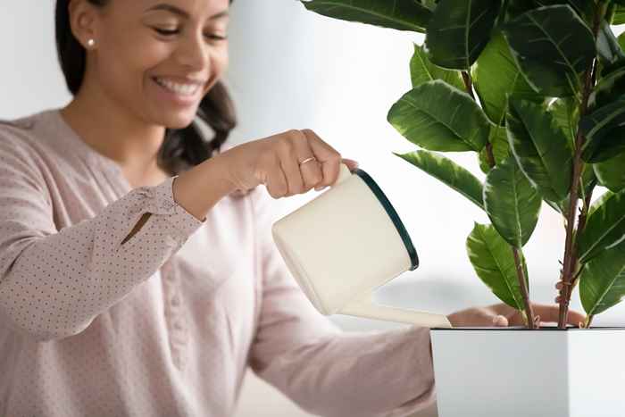 Esta bebida inesperada ayudará a que sus plantas prosperen