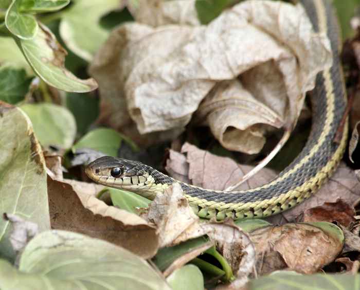 Você está convidando cobras para sua casa se usar isso no seu gramado