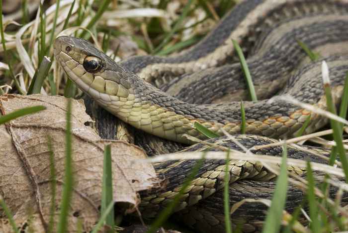 Stai invitando serpenti a casa tua se lo hai nel tuo cortile