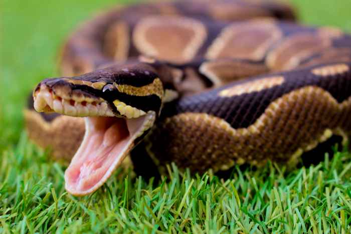 Stai invitando serpenti a casa tua se lo tieni nel tuo cortile