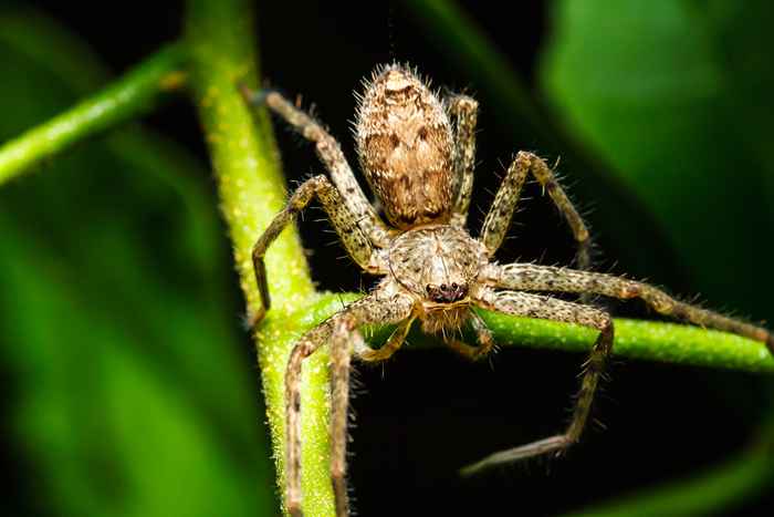 Você está convidando aranhas para sua casa, se você tiver isso no seu quintal