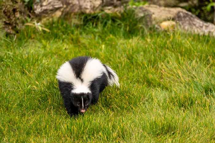 5 Dinge in Ihrem Garten, die Stinktier zu Ihnen nach Hause ziehen