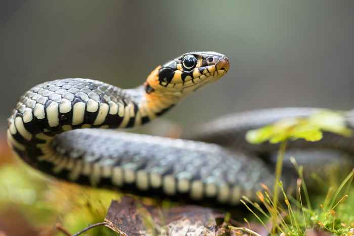 5 cose nel tuo cortile che stanno portando serpenti a casa tua